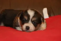 sergeant squeakers, a male Pembroke Welsh Corgi for sale in LaPorte, IN – Photo 6 of 9