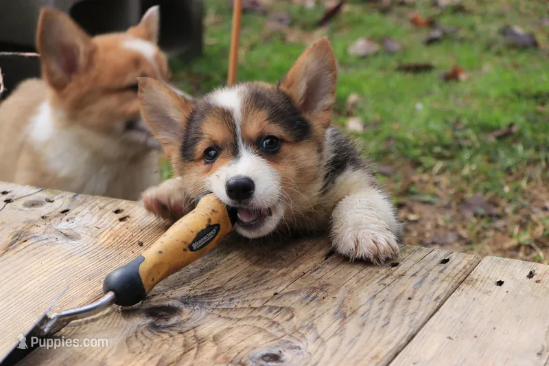 sergeant squeakers – Pembroke Welsh Corgi puppy for sale in LaPorte, IN