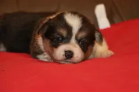 sergeant squeakers, a male Pembroke Welsh Corgi for sale in LaPorte, IN – Photo 3 of 9