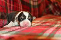 sergeant squeakers, a male Pembroke Welsh Corgi for sale in LaPorte, IN – Photo 9 of 9
