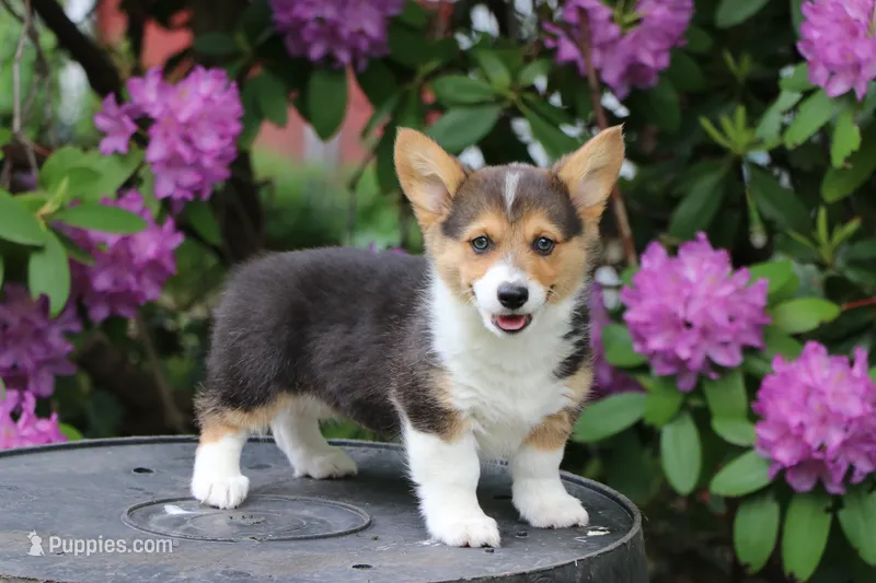 Chubbies – Pembroke Welsh Corgi puppy for sale in LaPorte, IN