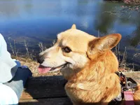 Lizzy, a female Pembroke Welsh Corgi for sale in LaPorte, IN – 7 of 9
