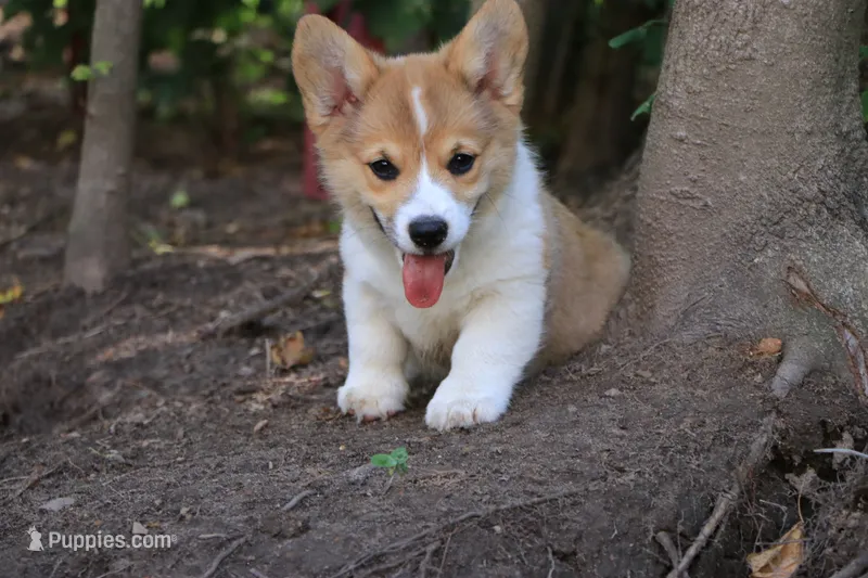 Pip – Pembroke Welsh Corgi puppy for sale in LaPorte, IN