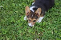 Chubbies, a male Pembroke Welsh Corgi for sale in LaPorte, IN – 3 of 10