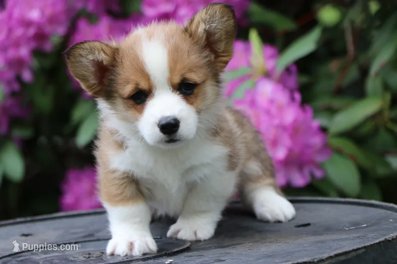 Peanut – Pembroke Welsh Corgi puppy for sale in LaPorte, IN