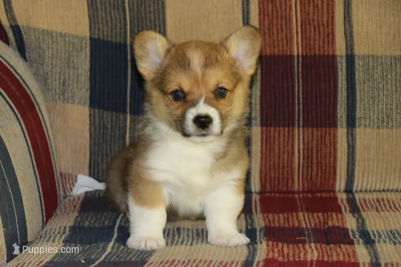 Charlie – Pembroke Welsh Corgi puppy for sale in LaPorte, IN