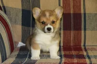 Charlie, a male Pembroke Welsh Corgi for sale in LaPorte, IN – 7 of 10