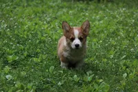 Peanut, a male Pembroke Welsh Corgi for sale in LaPorte, IN – 3 of 10