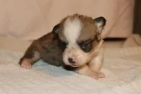 Peanute, a male Pembroke Welsh Corgi for sale in LaPorte, IN – Photo 2 of 4