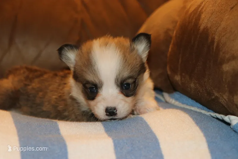 Peanut – Pembroke Welsh Corgi puppy for sale in LaPorte, IN