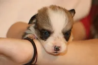 Peanute, a male Pembroke Welsh Corgi for sale in LaPorte, IN – Photo 3 of 4