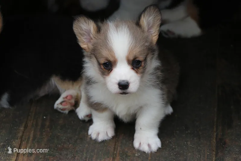 Peanut – Pembroke Welsh Corgi puppy for sale in LaPorte, IN