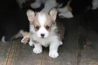 Peanut, a male Pembroke Welsh Corgi for sale in LaPorte, IN – 9 of 10