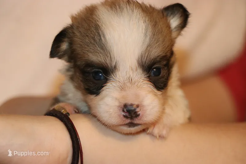 Peanute – Pembroke Welsh Corgi puppy for sale in LaPorte, IN