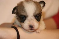 Peanute, a male Pembroke Welsh Corgi for sale in LaPorte, IN – Photo 1 of 4