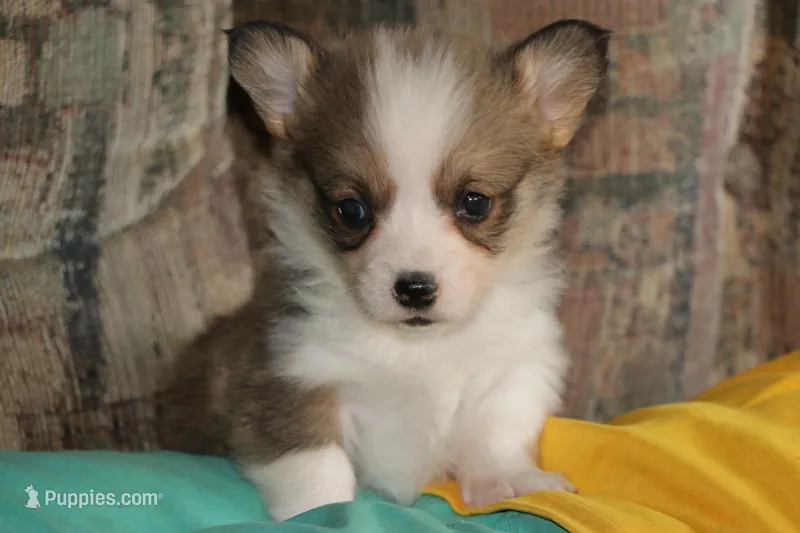 Peanut – Pembroke Welsh Corgi puppy for sale in LaPorte, IN
