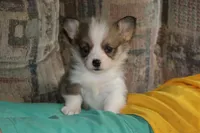 Peanut, a male Pembroke Welsh Corgi for sale in LaPorte, IN – 10 of 10