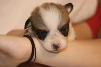 Peanute, a male Pembroke Welsh Corgi for sale in LaPorte, IN – Photo 4 of 4