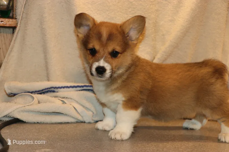 Charlie – Pembroke Welsh Corgi puppy for sale in LaPorte, IN