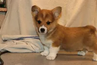 Charlie, a male Pembroke Welsh Corgi for sale in LaPorte, IN – 4 of 10