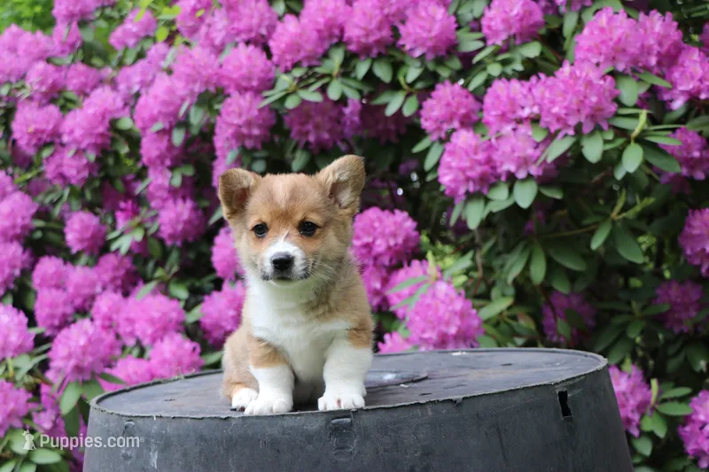 Charlie – Pembroke Welsh Corgi puppy for sale in LaPorte, IN