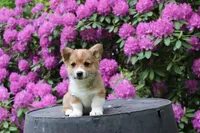 Charlie, a male Pembroke Welsh Corgi for sale in LaPorte, IN – 5 of 10