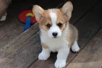 Peanut, a male Pembroke Welsh Corgi for sale in LaPorte, IN – 5 of 10