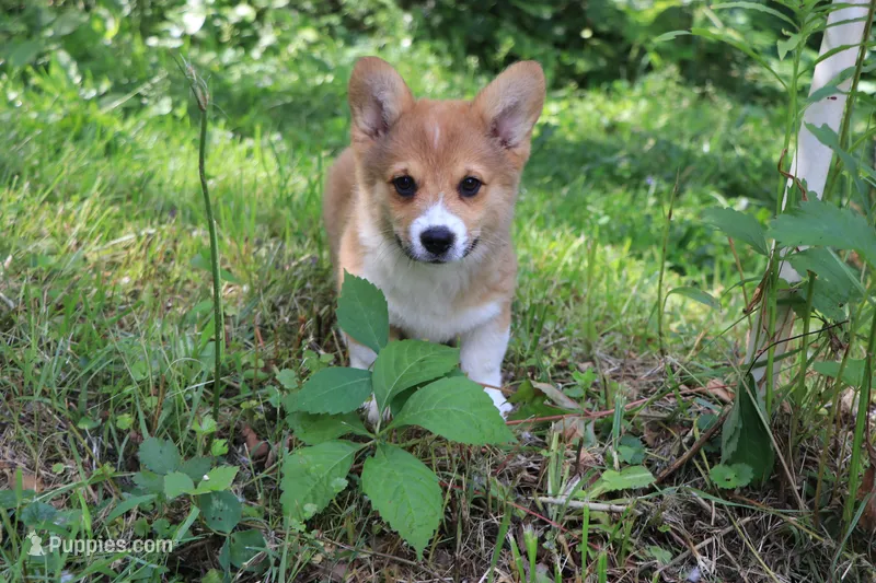 Charlie – Pembroke Welsh Corgi puppy for sale in LaPorte, IN