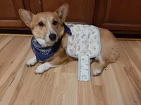 Lizzy, a female Pembroke Welsh Corgi for sale in LaPorte, IN – 9 of 9