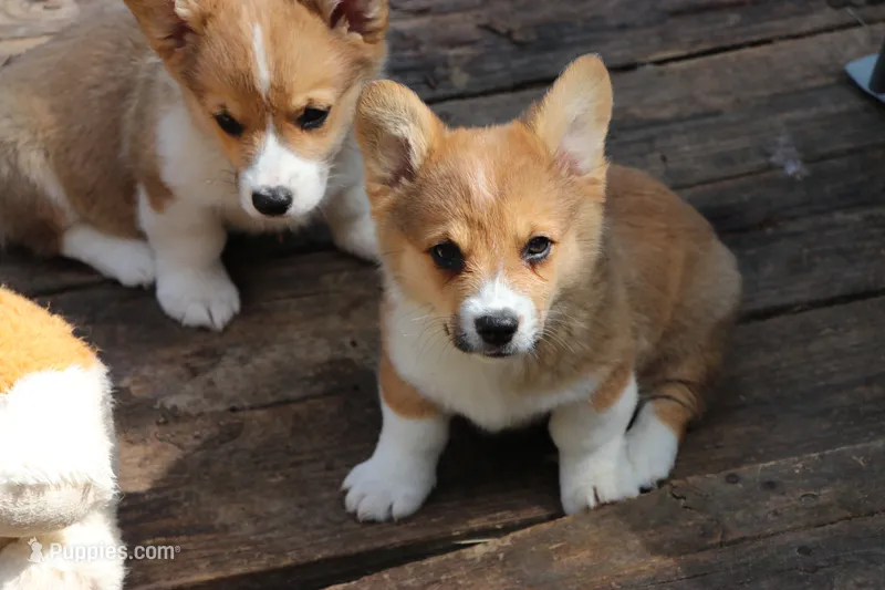 Charlie – Pembroke Welsh Corgi puppy for sale in LaPorte, IN