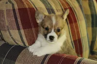 Pip, a male Pembroke Welsh Corgi for sale in LaPorte, IN – 7 of 10