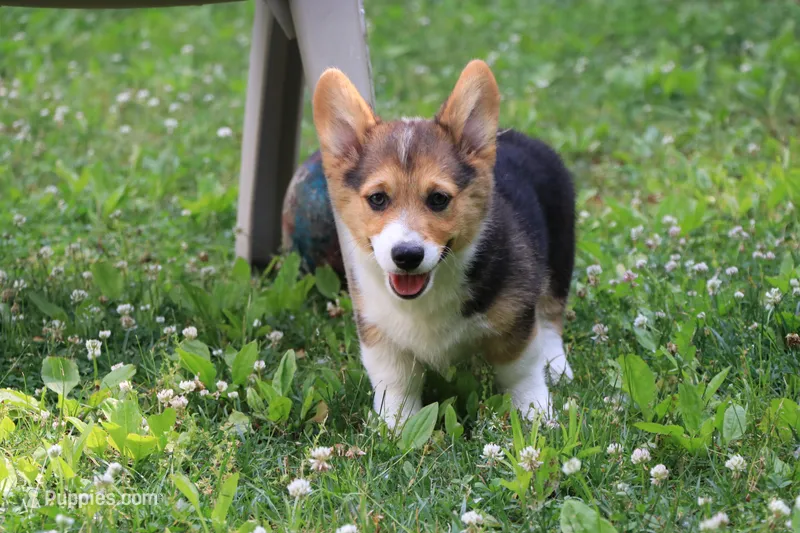 Chubbies – Pembroke Welsh Corgi puppy for sale in LaPorte, IN