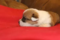 Stitch, a male Pembroke Welsh Corgi for sale in LaPorte, IN – Photo 5 of 9