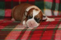 Stitch, a male Pembroke Welsh Corgi for sale in LaPorte, IN – Photo 9 of 9