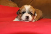 Stitch, a male Pembroke Welsh Corgi for sale in LaPorte, IN – Photo 4 of 9