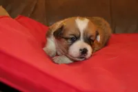 Stitch, a male Pembroke Welsh Corgi for sale in LaPorte, IN – Photo 6 of 9