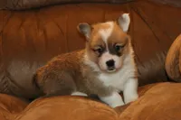 Stitch, a male Pembroke Welsh Corgi for sale in LaPorte, IN – Photo 2 of 9