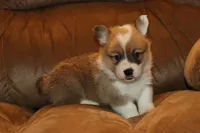 Stitch, a male Pembroke Welsh Corgi for sale in LaPorte, IN – Photo 3 of 9