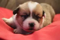 Stitch, a male Pembroke Welsh Corgi for sale in LaPorte, IN – Photo 7 of 9