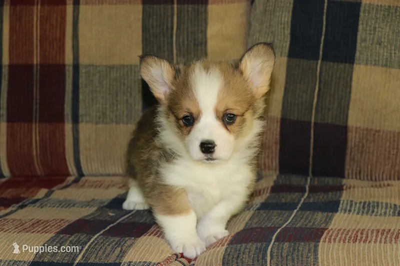 Peanut – Pembroke Welsh Corgi puppy for sale in LaPorte, IN