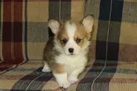 Peanut, a male Pembroke Welsh Corgi for sale in LaPorte, IN – 8 of 10