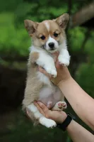 Pip, a male Pembroke Welsh Corgi for sale in LaPorte, IN – 4 of 10