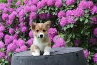 Charlie, a male Pembroke Welsh Corgi for sale in LaPorte, IN – 6 of 10
