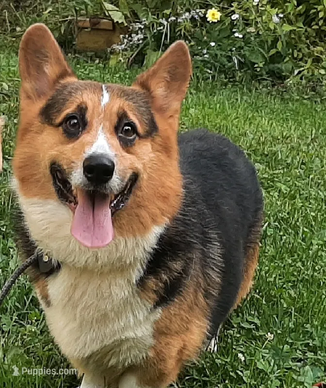 Indy Bear – Pembroke Welsh Corgi puppy for sale in LaPorte, IN