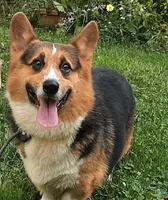 Indy Bear, a male Pembroke Welsh Corgi for sale in LaPorte, IN – 1 of 1
