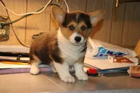 Chubbies, a male Pembroke Welsh Corgi for sale in LaPorte, IN – 5 of 10