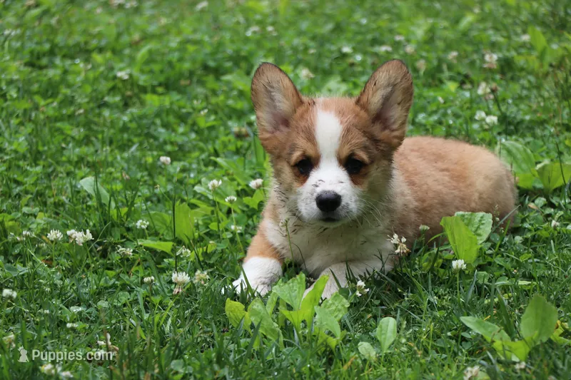 Peanut – Pembroke Welsh Corgi puppy for sale in LaPorte, IN
