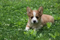 Peanut, a male Pembroke Welsh Corgi for sale in LaPorte, IN – 2 of 10