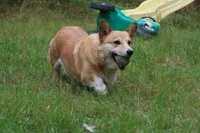 Lizzy, a female Pembroke Welsh Corgi for sale in LaPorte, IN – 6 of 9