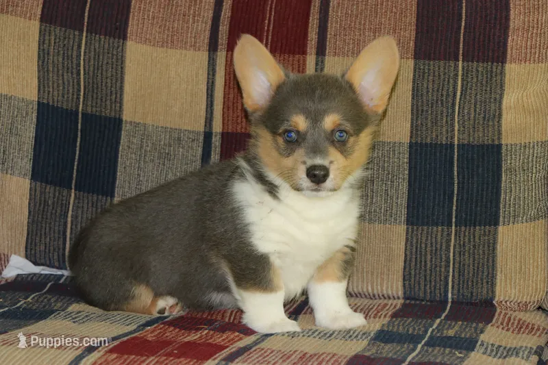 Otter – Pembroke Welsh Corgi puppy for sale in LaPorte, IN